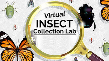 Virtual Insect Collection Lab