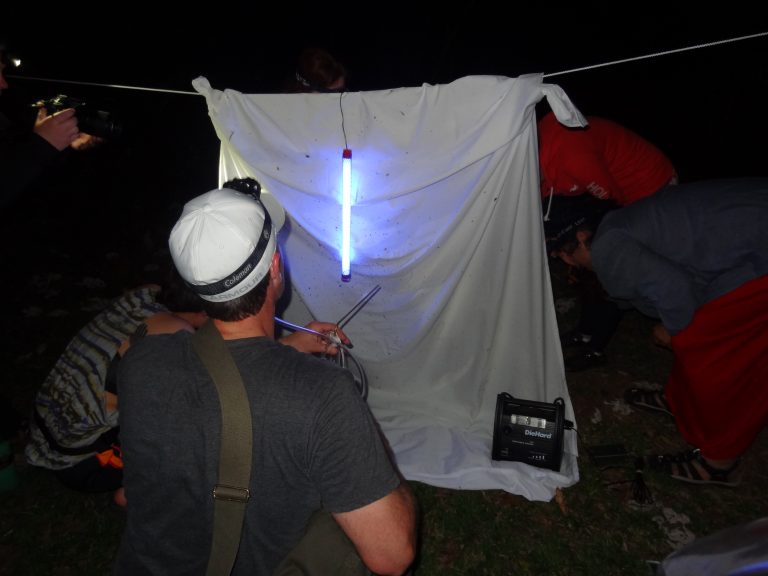 examining insects attracted to a light trap